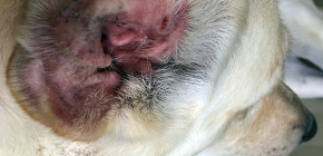 Τα κρούστα αυτιών στα σκυλιά και ο κίνδυνος για τα κατοικίδια ζώα