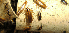 Πώς να σκοτώσει κατσαρίδες στο διαμέρισμα και σε ποιον να αναθέσει τον έλεγχο των παρασίτων