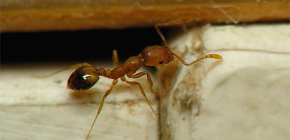 Παγίδες για οικιακά μυρμήγκια στο διαμέρισμα