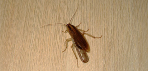 Που συνήθως οι κατσαρίδες κρύβονται σε ένα διαμέρισμα και μπορούν να σέρνουν έξω από τον αποχετευτικό αγωγό;