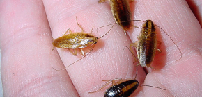 Οι κατσαρίδες είναι επικίνδυνες για την ανθρώπινη υγεία και τι βλάβη προκαλούν
