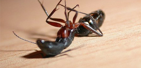 Επιλέγοντας μια θεραπεία για τα μυρμήγκια σπίτι στο διαμέρισμα