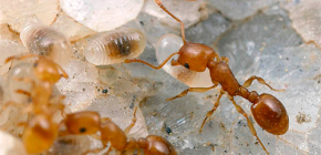 Πώς να πάρει τα μυρμήγκια έξω από ένα διαμέρισμα