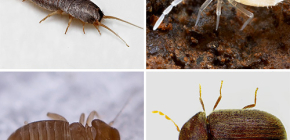 Ποια μικρά έντομα μπορούν να βρεθούν στο διαμέρισμα
