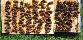 Πώς να αντιμετωπίσετε αποτελεσματικά τους σκωληκοειδείς και να τους φέρετε στο εξοχικό σπίτι ή το μελισσοκομείο