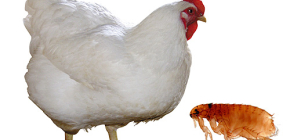 Οι ψύλλοι κοτόπουλου και οι μέθοδοι αντιμετώπισης τους