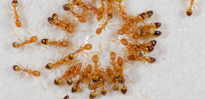 Πώς να απαλλαγείτε από τα μυρμήγκια σπίτι