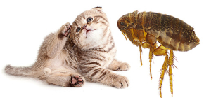 Cat Fleas: Πώς φαίνονται και είναι επικίνδυνα για τον άνθρωπο