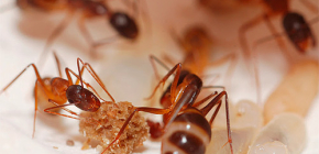 Η καταστροφή των μυρμηγκιών στο διαμέρισμα