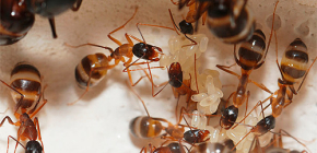 Αγωνιζόμαστε με τα μυρμήγκια στο σπίτι
