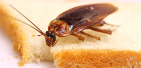 Πώς μπορώ να απαλλαγούμε από κατσαρίδες στο διαμέρισμα