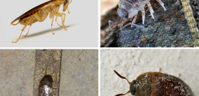 Τα είδη έντομα που μπορούν να ζήσουν στο διαμέρισμα, και τις φωτογραφίες τους