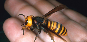 Γίγαντα ασιάτης hornet vespa mandarinia