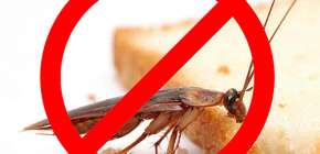 Η καταστροφή των εντόμων: χρήσιμες συμβουλές και σημαντικές αποχρώσεις