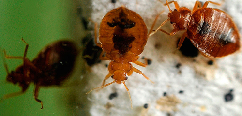 Τι θα πρέπει να είναι ο θάνατος των bedbugs στο διαμέρισμα: μια επισκόπηση αξιόπιστων μέσων και χρήσιμες συμβουλές