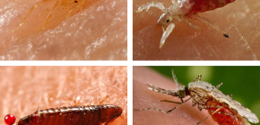 Τι είδους έντομα που απορροφούν το αίμα μπορούν να βρεθούν στο κρεβάτι ή στον καναπέ