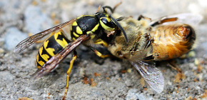 Μέθοδοι αντιμετώπισης σφηκών στο μελισσοκομείο: πώς να σώσετε τις μέλισσες από επιθέσεις