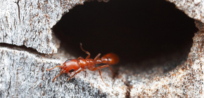 Πόσα μυρμήγκια συνήθως ζουν και πώς είναι η ζωή τους σε έναν μυρμήγκι
