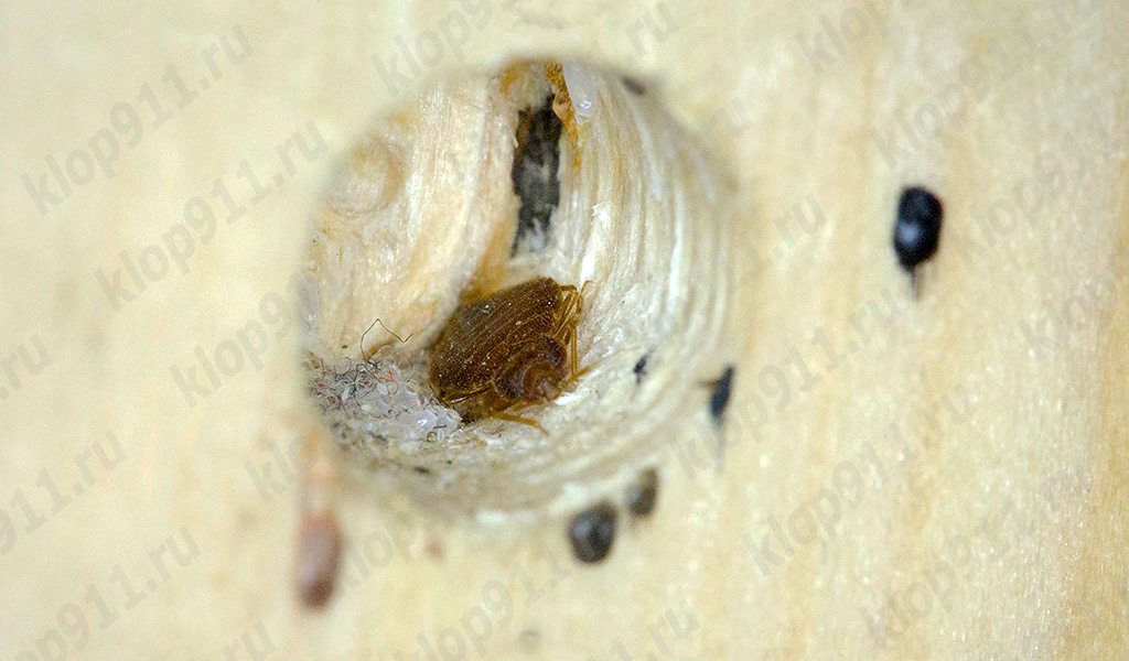 Bedbug φωλιά στα έπιπλα