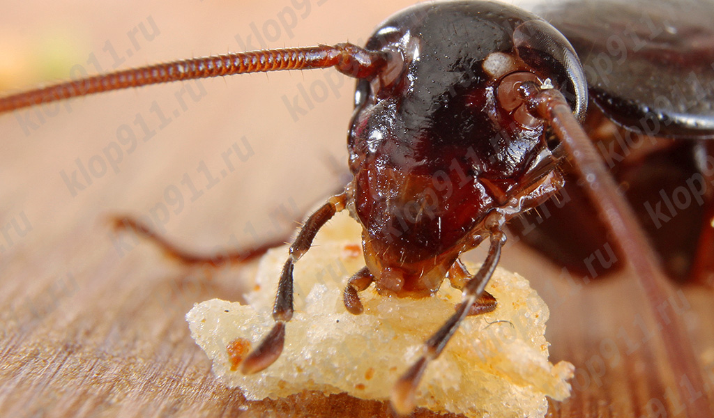 Το κατσαρίδα τρώει ψωμί (μακρο φωτογραφία)